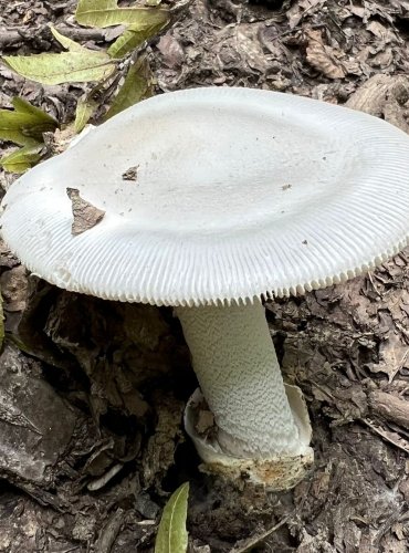 POŠVATKA (Amanita sp.) blíže neurčená, FOTO: Lada Černá