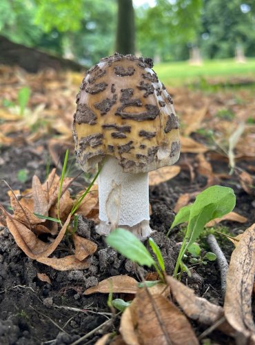 POŠVATKA STROUPKATÁ neboli muchomůrka šupinatá (Amanita ceciliae) FOTO: Lada Černá


