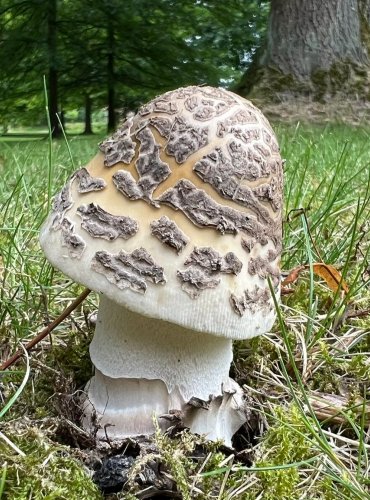 POŠVATKA STROUPKATÁ neboli muchomůrka šupinatá (Amanita ceciliae) FOTO: Lada Černá