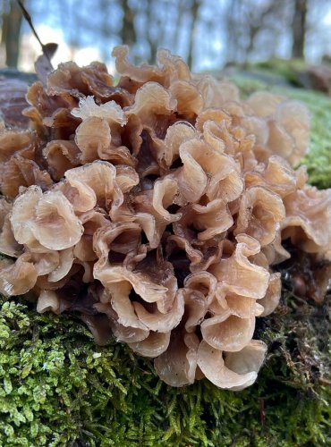 ROSOLOVKA LISTOVITÁ (Tremella foliacea) FOTO: Lada Černá