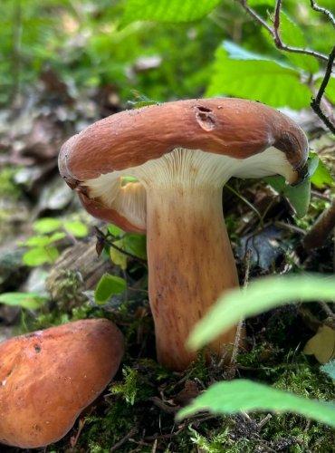 RYZEC SYROVINKA (Lactarius volemus) FOTO: Lada Černá