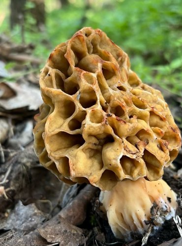 SMRŽ OBECNÝ (Morchella esculenta) FOTO: Lada Černá