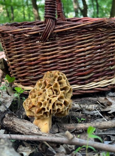 SMRŽ OBECNÝ (Morchella esculenta) FOTO: Lada Černá