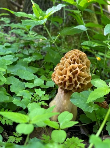 SMRŽ OBECNÝ (Morchella esculenta) FOTO: Lada Černá