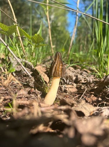 SMRŽ POLOVOLNÝ (Morchella semilibera) FOTO: Lada Černá