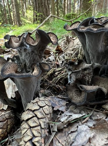 STROČEK TRUBKOVITÝ (Craterellus cornucopioides) FOTO: Lada Černá