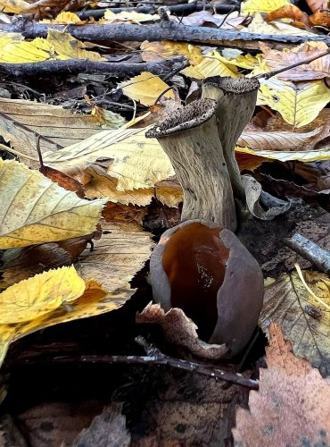 STROČEK TRUBKOVITÝ (Craterellus cornucopioides) nad OUŠKEM KAŠTANOVÝM 
(Otidea bufonia) FOTO: Lada Černá

