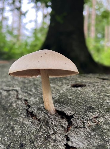 ŠTÍTOVKA ŽÍHANÁ (Pluteus petasatus) FOTO: Lada Černá