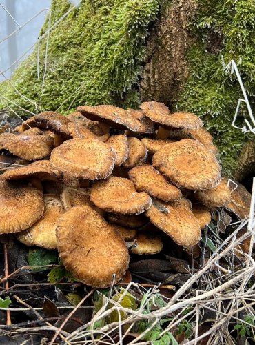 ŠUPINOVKA KOSTRBATÁ (Pholiota squarrosa) FOTO: Lada Černá