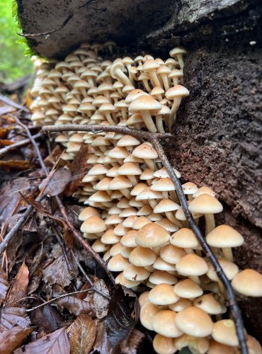 TŘEPENITKA SVAZČITÁ (Hypholoma fasciculare) FOTO: Lada Černá
