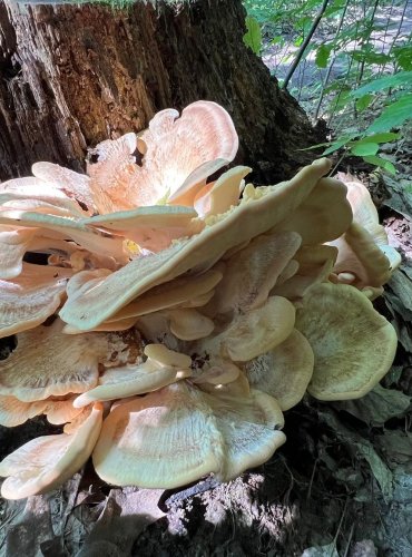 VĚJÍŘOVEC OBROVSKÝ (Meripilus giganteus) FOTO: Lada Černá