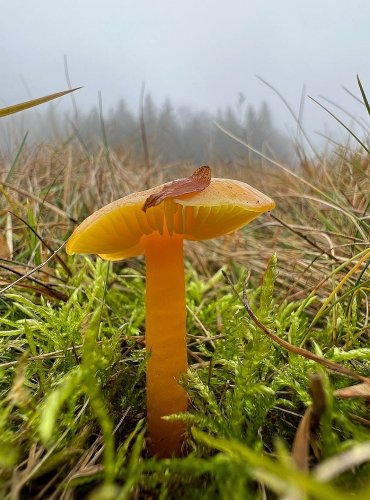 
VOSKOVKA CITRONOVÁ (Hygrocybe chlorophana), zapsána v Červeném seznamu hub (makromycetů) České republiky v kategorii NT – téměř ohrožený druh, FOTO: Lada Černá
 
