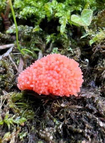 ZLEPNÍČEK JAHODOVITÝ (Tubifera ferruginosa) hlenka, FOTO: Lada Černá